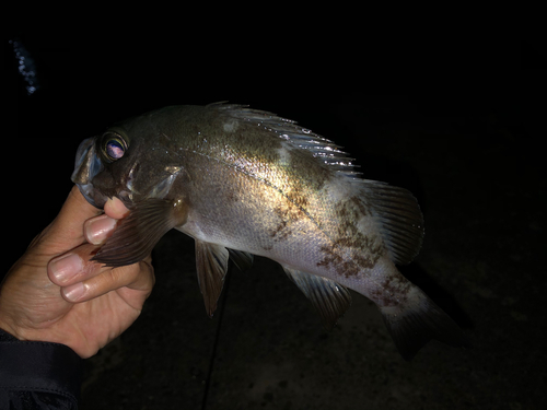 クロメバルの釣果