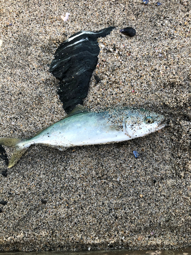 ワカシの釣果