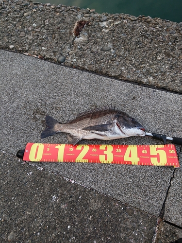 クロダイの釣果