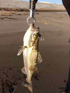 セイゴ（マルスズキ）の釣果