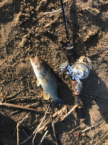 スモールマウスバスの釣果