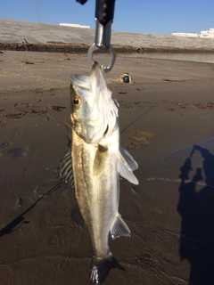 セイゴ（マルスズキ）の釣果