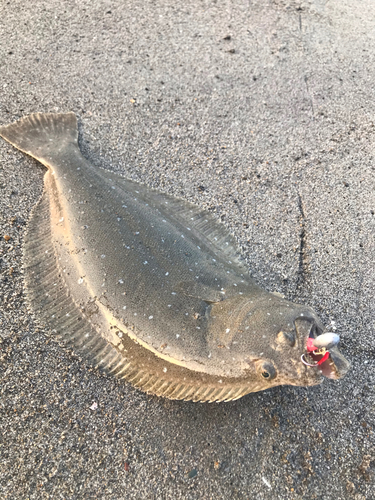 ヒラメの釣果