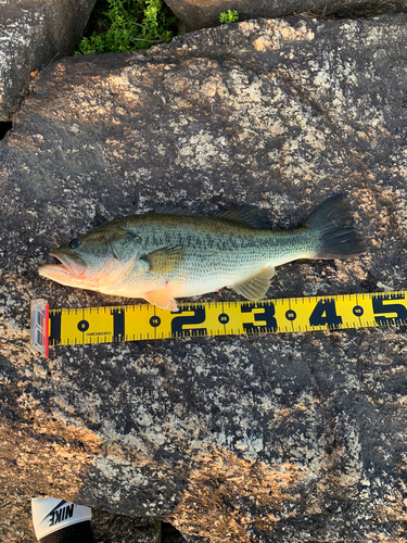 ブラックバスの釣果