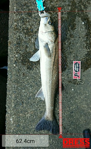 シーバスの釣果