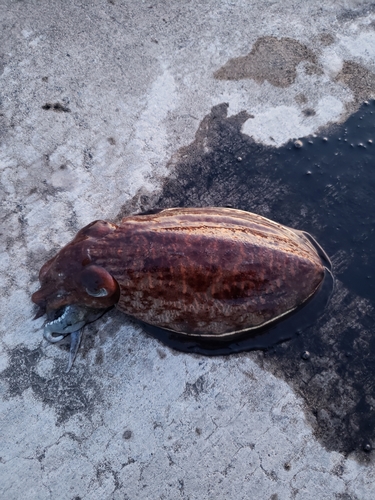 コウイカの釣果