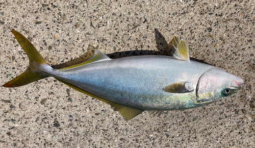 ハマチの釣果