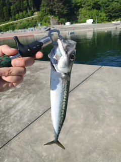 サバの釣果