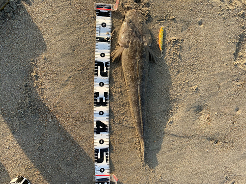 マゴチの釣果