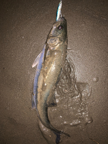 セイゴ（マルスズキ）の釣果