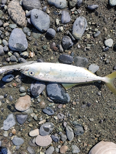 ワカシの釣果