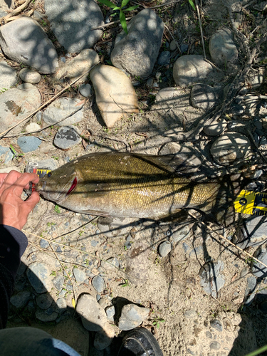 スモールマウスバスの釣果