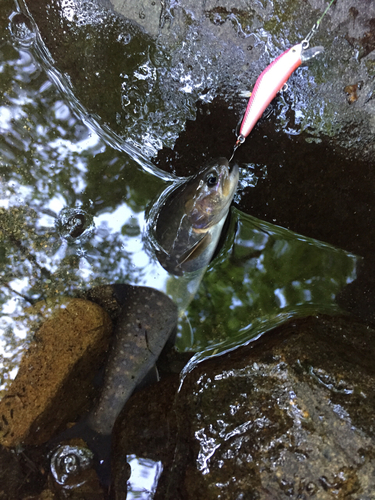 イワナの釣果