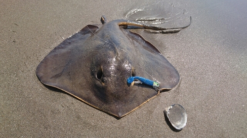 アカエイの釣果