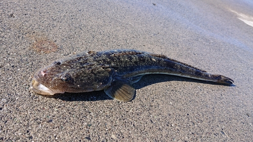 マゴチの釣果