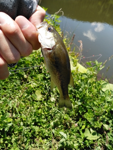 ラージマウスバスの釣果