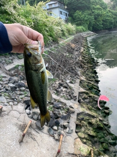 ラージマウスバスの釣果