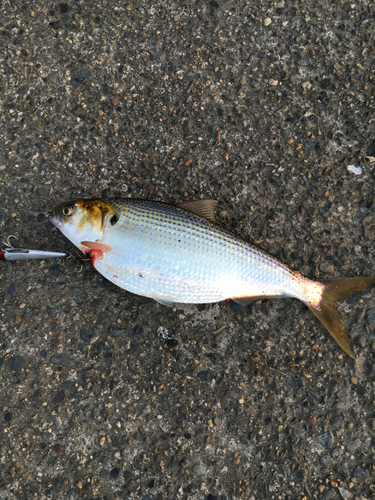 コノシロの釣果