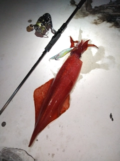 ケンサキイカの釣果