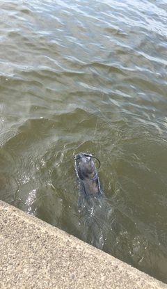 アメリカナマズの釣果