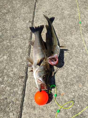 ハネ（マルスズキ）の釣果