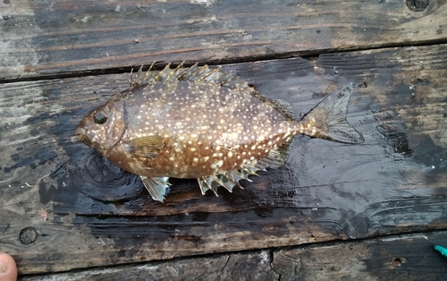 アイゴの釣果