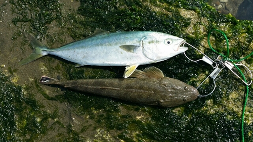 イナダの釣果