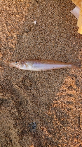 キスの釣果