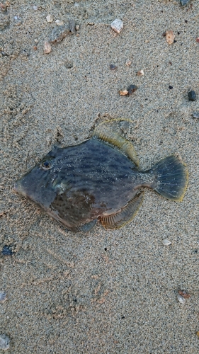 カワハギの釣果