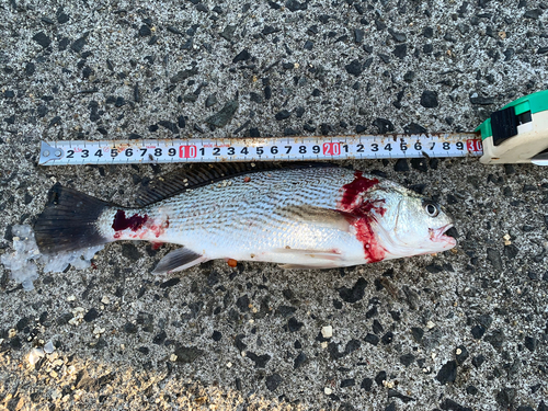 イシモチの釣果