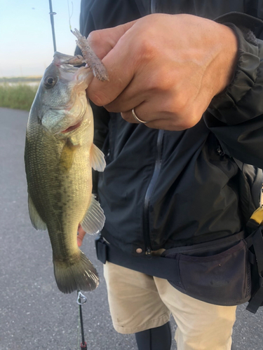 ラージマウスバスの釣果