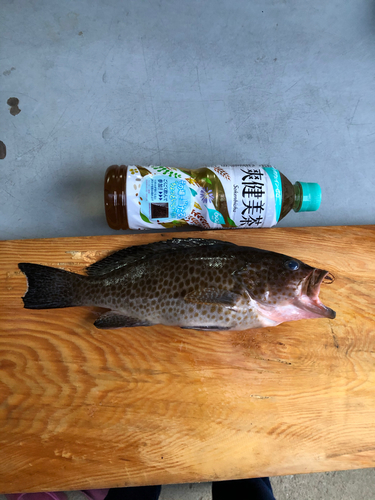 オオモンハタの釣果