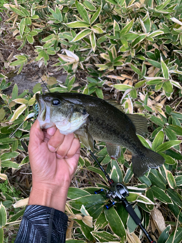 ブラックバスの釣果