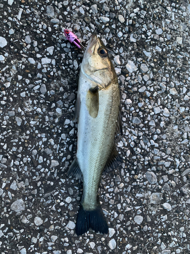 シーバスの釣果