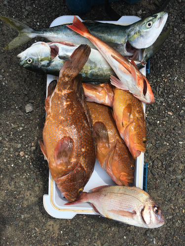 アコウの釣果