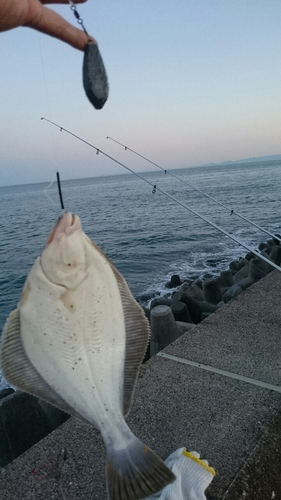 イシガレイの釣果