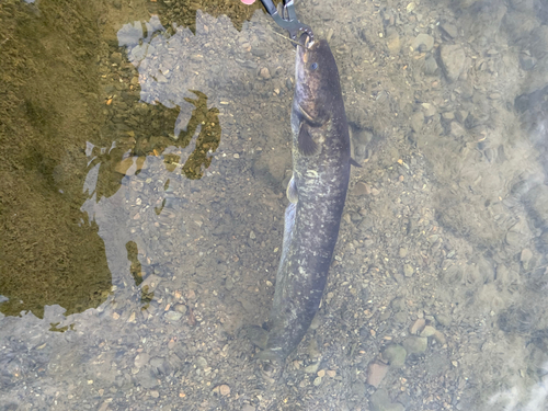 ナマズの釣果