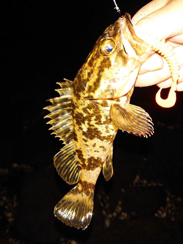 タケノコメバルの釣果