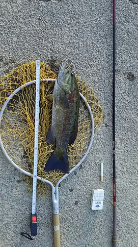 スモールマウスバスの釣果