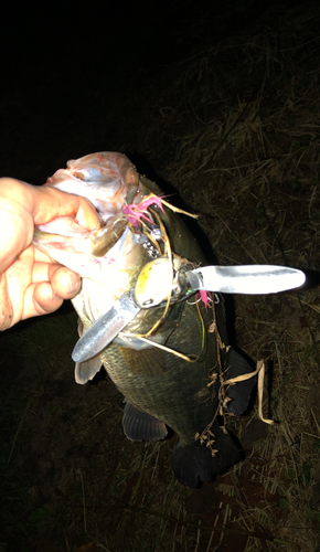 ブラックバスの釣果