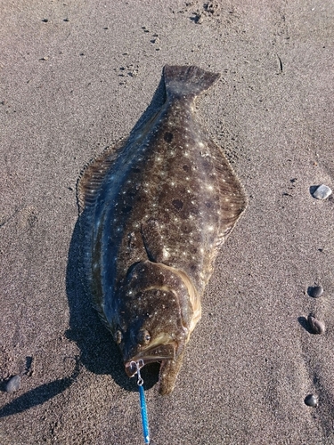 ヒラメの釣果