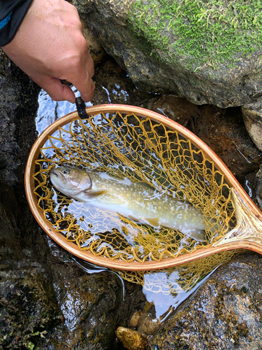 イワナの釣果