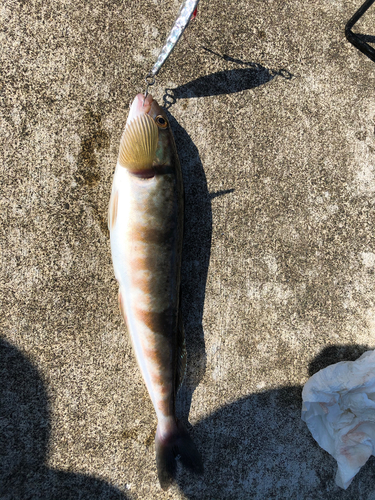 ホッケの釣果