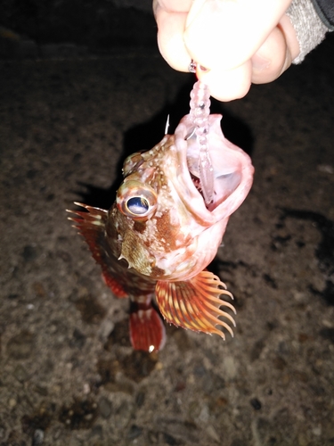 カサゴの釣果