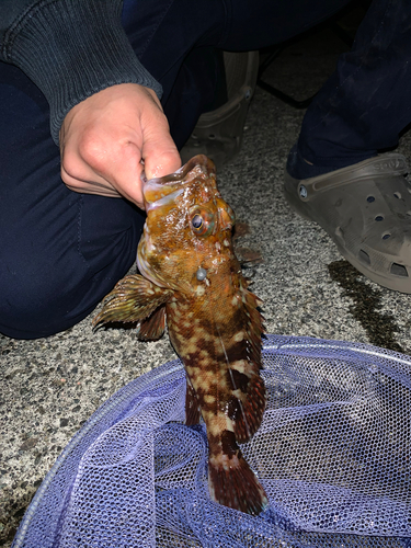 カサゴの釣果