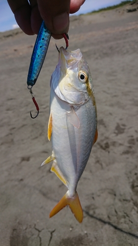 ショゴの釣果