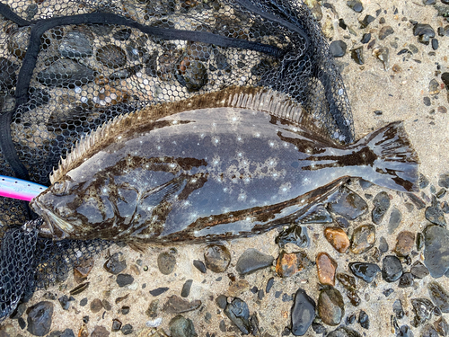 ヒラメの釣果