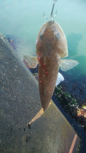 エソの釣果