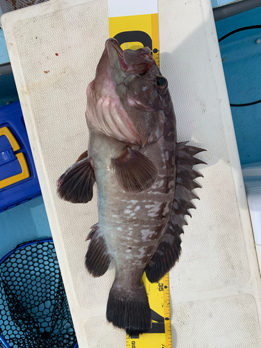 マハタの釣果