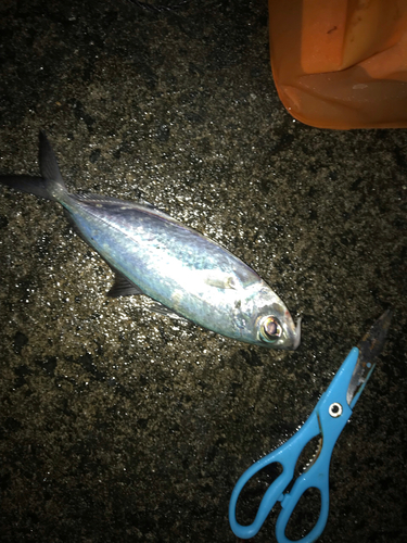 メアジの釣果